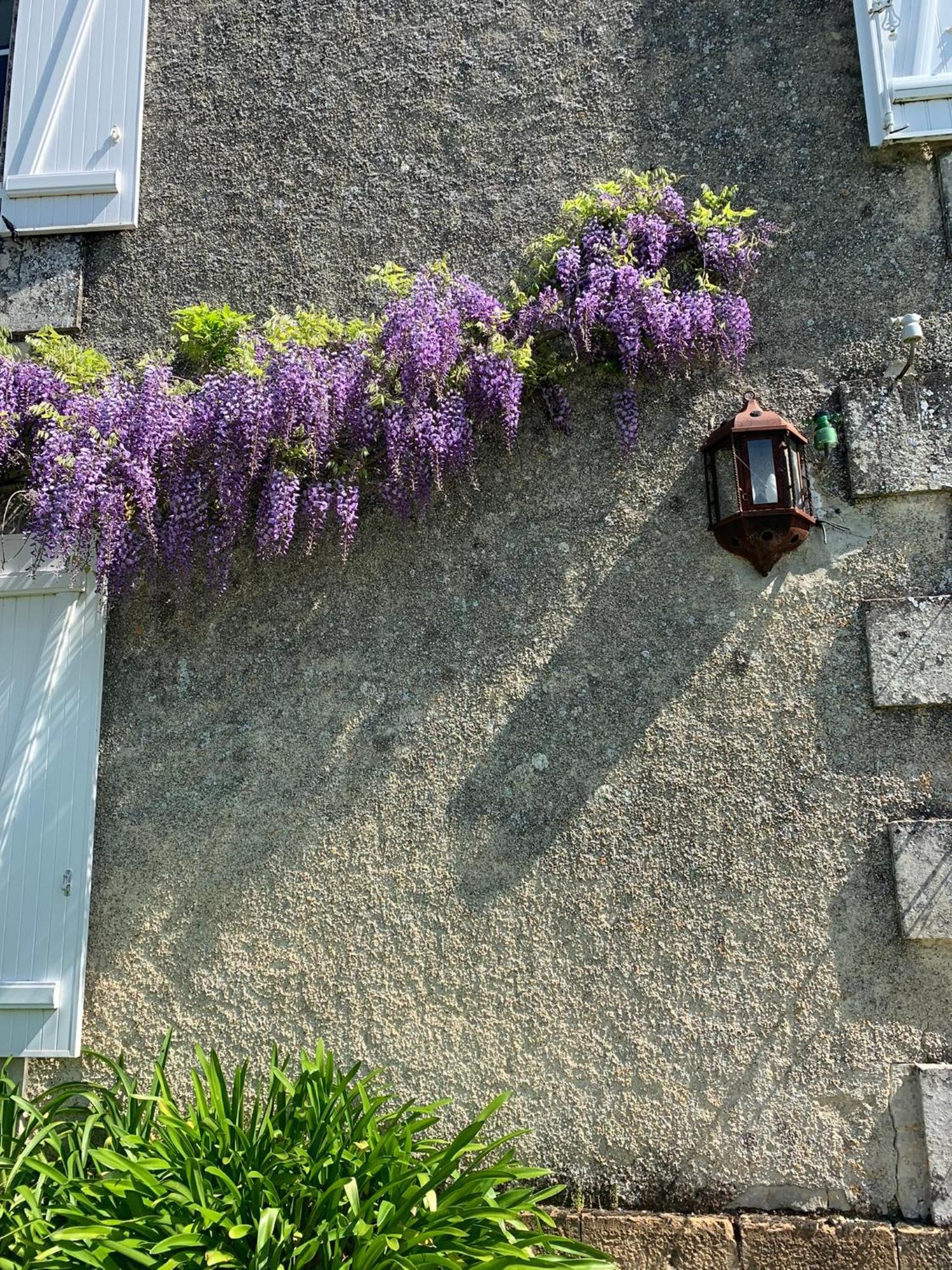 No5 Chambre D'Hotes Courcome Esterno foto